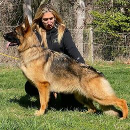 Malibu - German Shepherd