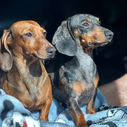 Dachshund All Grown Up from Dazzling_dachshund