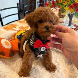 Hotshot - Red  male Poodle puppy in Bakersfield, California from Mary Gorgeous Poodles