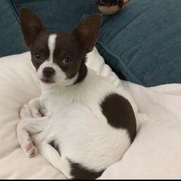 Chihuahua Puppies from B&D Chihuahuas