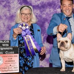 French Bulldogs and Great Danes from Treasure Wylie
