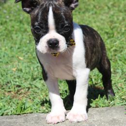Tommy - Brindle and white male Boston Terrier puppy in Brooksville, Florida from I Love Pups