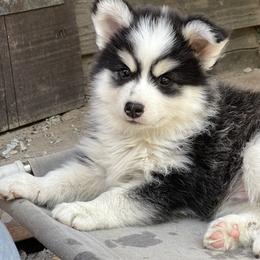 Milo - Black and white male Pomsky puppy in Diamond Lake, Washington from Husky Haven WA