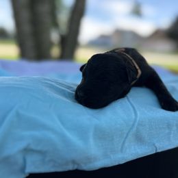 Jack - Black male Bouvier des Flandres puppy in Buffalo, Missouri from Noble Bouviers