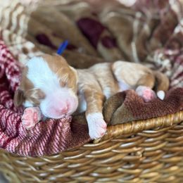 Wonder - Red  male Goldendoodle puppy in Wharton, Texas from Little Fur Friends