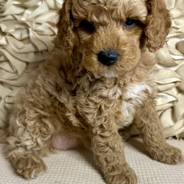 Cinderella - Apricot female Goldendoodle puppy in Sheridan, Arkansas from Arkie Doodles