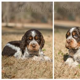 Piper - Tri-Roan female English Springer Spaniel puppy in Westminster, South Carolina from Hidden Valley Springers