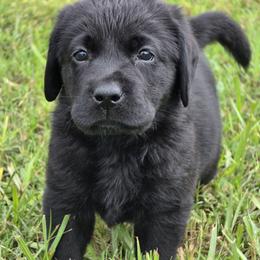 Green boy - Black male Labrador Retriever puppy in Fort Myers, Florida from Big Cypress labradors