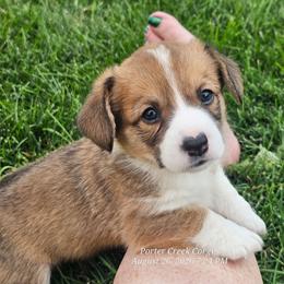 Jasper - Sable and white male American Corgi puppy in Boise, Idaho from Porter Creek Corgis