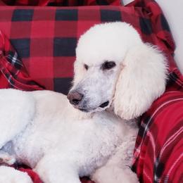 Paris  - Poodle