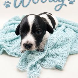 Woody - Piebald male Dachshund puppy in Waco, Georgia from Huff Family Doxies & Doodles
