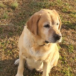 Selina - Labrador Retriever