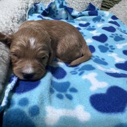 Copper - Apricot male Goldendoodle puppy in Carmichaels, Pennsylvania from JensenBelle Doodles