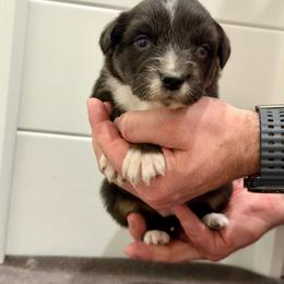 Tina - Black tri-color female Australian Shepherd puppy in Collinston, Utah from Corbridge Aussies
