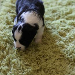 Silas - Black tri male Miniature Australian Shepherd puppy in Gretna, Virginia from Adams Acres Cattle Dogs
