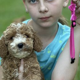 Goldendoodle puppies from Providence Ranches