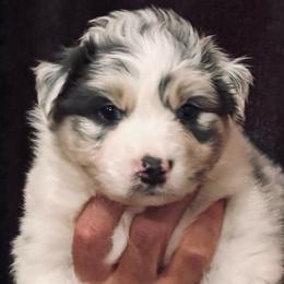 Splash - Blue merle male Australian Shepherd puppy in Canton, Mississippi from Haven Farms Australian Shepherds
