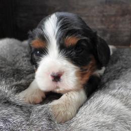 Left one - Tri-color male Cavalier King Charles Spaniel puppy in Yuciapa, California from AlltheDoodlez_