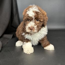 Zack - Brown and white male Aussiedoodle puppy in Lake City, Florida from North Florida Poodles and Doodles