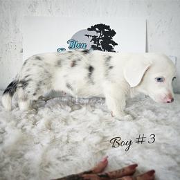 Boy 3 - Blue merle and white male Cardigan Welsh Corgi puppy in Natchitoches. La, Louisiana from Bleu Bayou Corgis