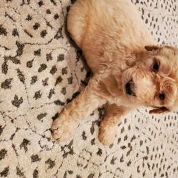 Goldendoodle Puppies from Soule Buddies