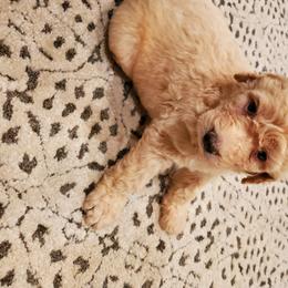 Goldendoodle Puppies from Soule Buddies