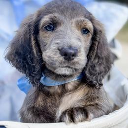 Sterling - Brindle male Dachshund puppy in Auburn, Alabama from Blue Bow Kennels