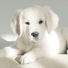 Golden Retriever and Labrador Retriever Puppies from Sierra Hills Retrievers