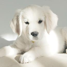 Golden Retriever and Labrador Retriever Puppies from Sierra Hills Retrievers