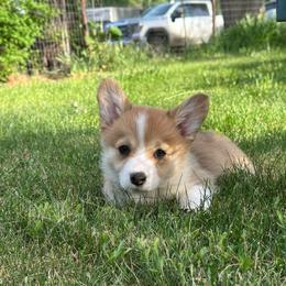 Bonnie - Red female Pembroke Welsh Corgi puppy in Williams, California from Bear Creek Corgis