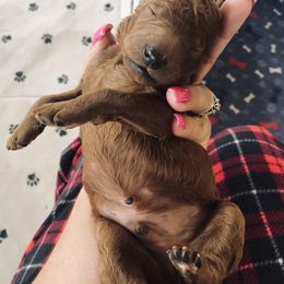 Poodle Puppies from Prissy Pants Poodles LLC