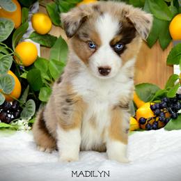 Madilyn - Red merle female Australian Shepherd puppy in Ranger, Texas from Outback Mini Aussies