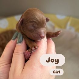 Joy - Red female Cavapoo puppy in Sugar City, Idaho from Taylor's Cavapoos