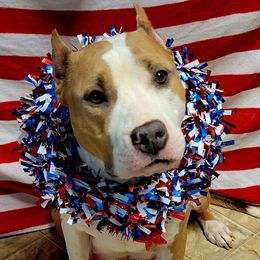 Vegas - American Staffordshire Terrier