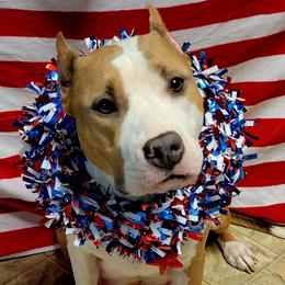 Vegas - American Staffordshire Terrier