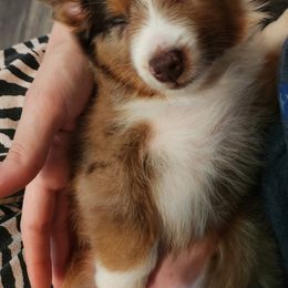 Miniature Australian Shepherd and Toy Australian Shepherd Puppies from Kinsley's Cuties & SouthPaw Creations