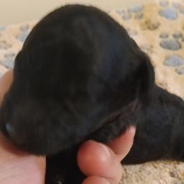 Boy three - Black male Cavapoo puppy in East Providence, Rhode Island from Marta's Cavaliers