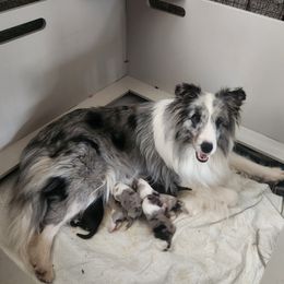 Emma - Shetland Sheepdog