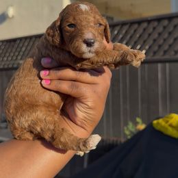 Apple - Apricot male Poodle puppy in Corona, California from Garden Of Poodles
