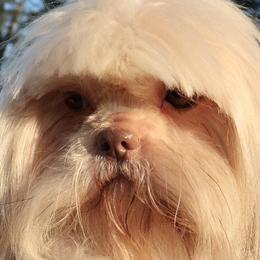 Mishi - Shih Tzu