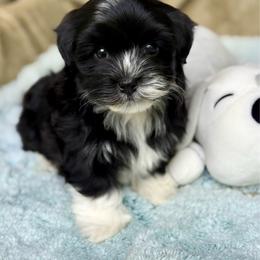 Comet - Black and white male Havanese puppy in Wappapello, Missouri from Titanium Havanese LLC