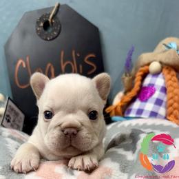 Chablis - Cream male French Bulldog puppy in Bowman, Georgia from Companion Creek Farm