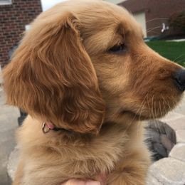 Sophie - Golden Retriever