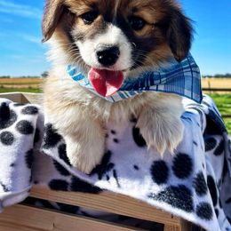 Pembroke Welsh Corgi Puppies from Mendoza Welsh Corgi’s