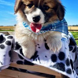 Pembroke Welsh Corgi Puppies from Mendoza Welsh Corgi’s