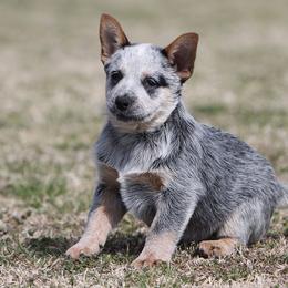 Mazie Girl 3 - Blue speckled female Australian Cattle Dog puppy in Point, Texas from Lakylu Kennels