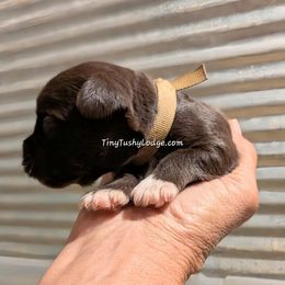 AKC tan ribbon - Liver male Miniature Schnauzer puppy in Greencastle, Indiana from Tiny Tushy Lodge