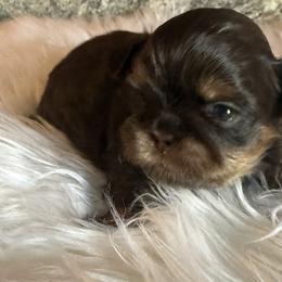 Rudolph - Chocolate and tan male Shih Tzu puppy in Manahawkin, New Jersey from Lilly’s Seashore Shih Tzus