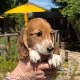 Boy 3 - Piebald male Dachshund puppy in Santa Rosa, California from Signature Mini Dachshunds