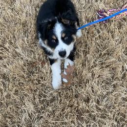 Australian Shepherd Puppies from Thousand Hills Australian Shepherds